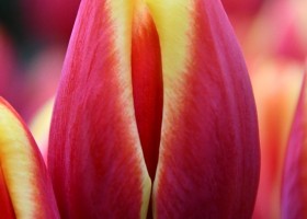 Tulipa Tarzan ® (3)